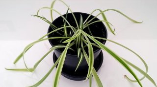 Falangio - pianta ragno talea radicata