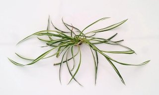 Falangio - pianta ragno talea radicata