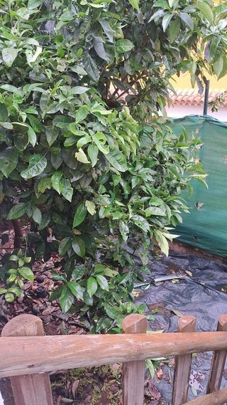 Piso en alquiler en Firgas