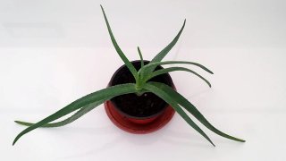 Pianta Aloe Vera succulenta talea radicata