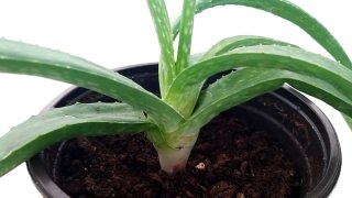 Pianta Aloe Vera succulenta talea radicata