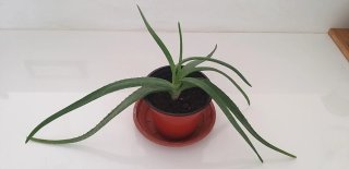 Pianta Aloe Vera succulenta talea radicata