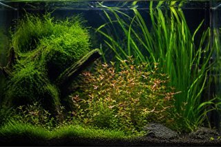 Muschio di Java per acquario