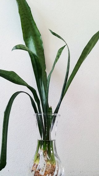 Pianta Sanseveria Zeylanica talea radicata