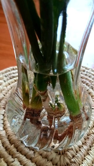 Pianta Sanseveria Zeylanica talea radicata