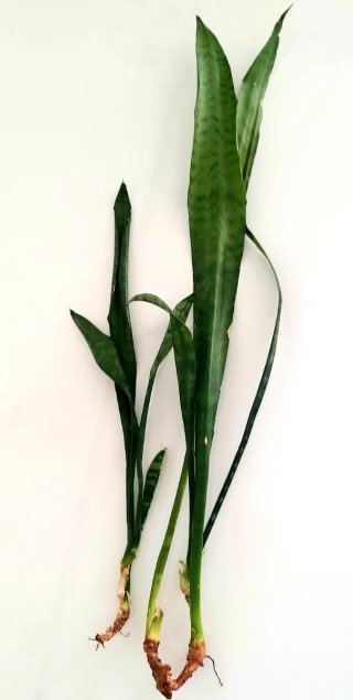 Pianta Sanseveria Zeylanica talea radicata