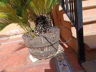 Planta en maceta de madera