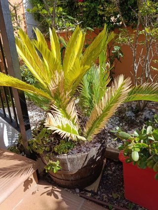 Planta en maceta de madera