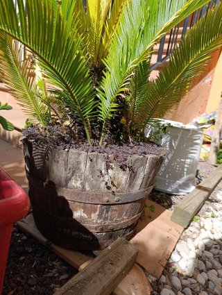 Planta en maceta de madera