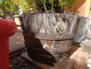 Planta en maceta de madera