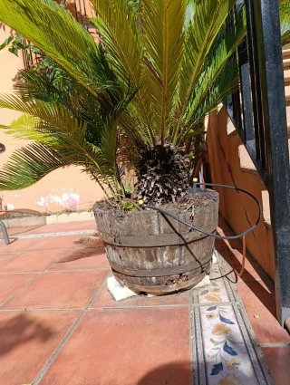 Planta en maceta de madera