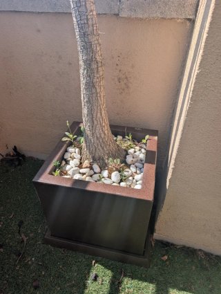 Yucca variegada con maceta 2m de alto