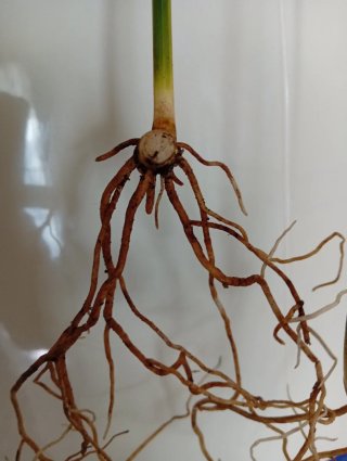 Esqueje Aspidistra variegata