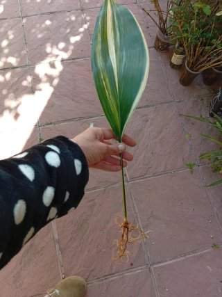 Esqueje Aspidistra variegata