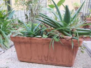 Tinaja de barro con plantas y macetas varias