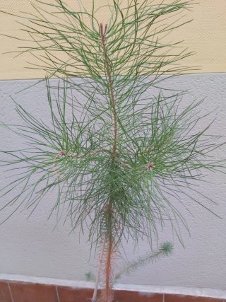 Tinaja de barro con plantas y macetas varias