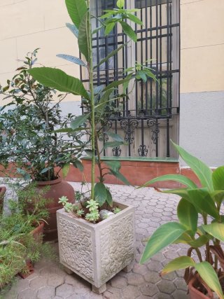 Tinaja de barro con plantas y macetas varias