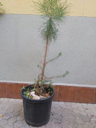 Tinaja de barro con plantas y macetas varias