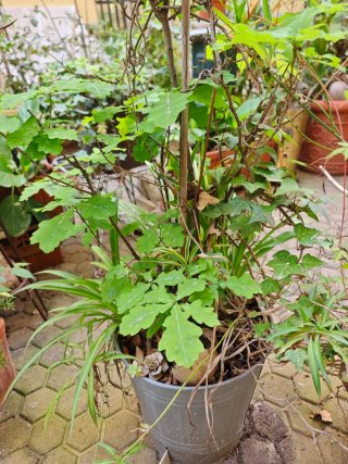 Tinaja de barro con plantas y macetas varias