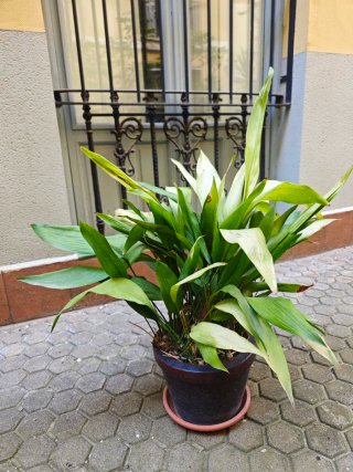 Tinaja de barro con plantas y macetas varias