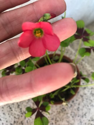 Planta de Trébol de 4 Hojas con Flor