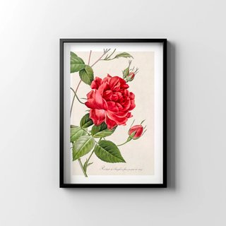 LAMINA BOTANICA VINTAGE ROSA ROJA ESTILO REDOUTÉ