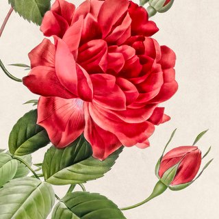 LAMINA BOTANICA VINTAGE ROSA ROJA ESTILO REDOUTÉ