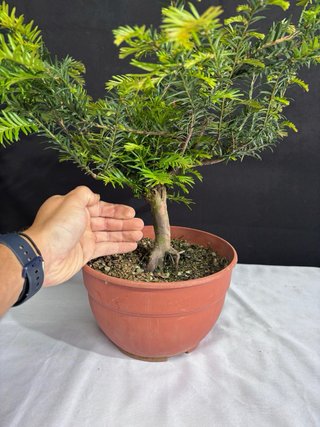 Prebonsai Taxus baccata