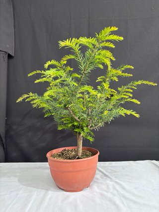 Prebonsai Taxus baccata