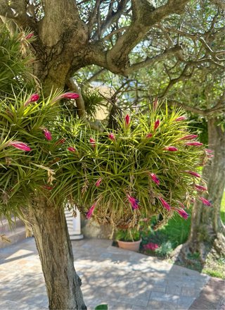 Pianta Tillandsia Piante del Vento