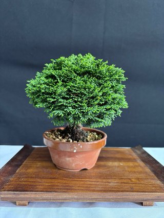 Bonsái Chamaecyparis obtusa