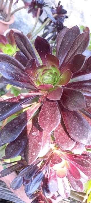 Talee Aeonium Black Rose