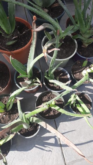 Plantas de Aloe Vera