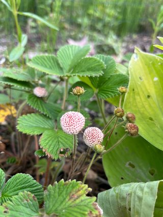 Pianta fragola di bosco bianca