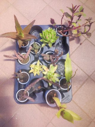 12 Piantine grasse miste
