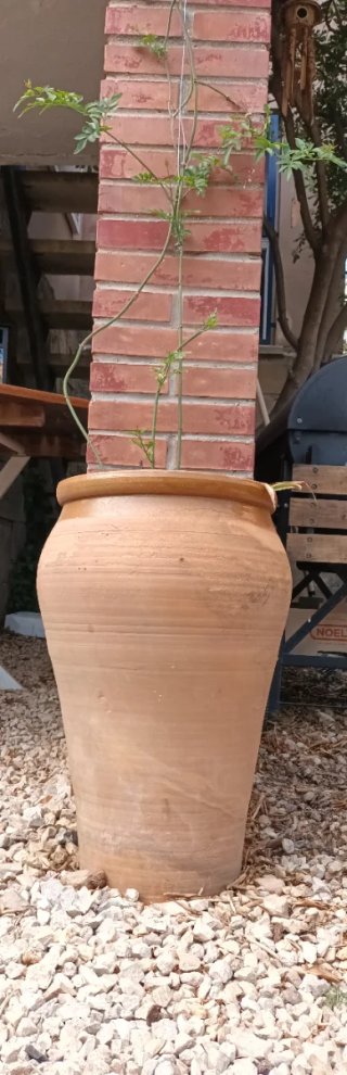 Tinaja barro grande con jazmín