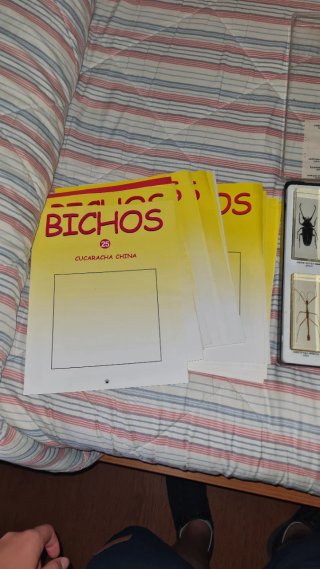 Colección de insectos disecados en cristal.