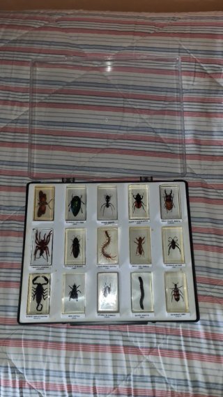 Colección de insectos disecados en cristal.