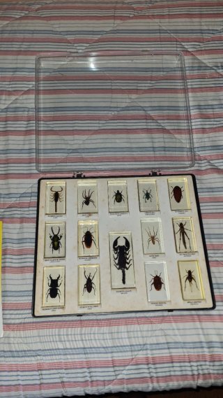 Colección de insectos disecados en cristal.