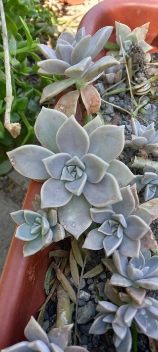 Pianta succulenta Graptopetalum paraguayense