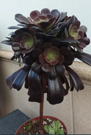 Aeonium Arboreum Atropurpureum esqueje.