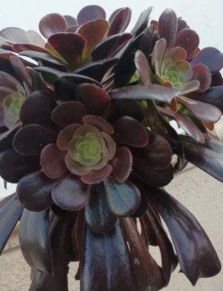 Aeonium Arboreum Atropurpureum esqueje.
