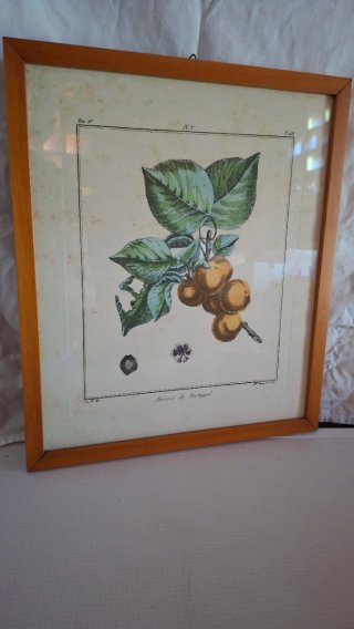 Quadretti con illustrazioni botaniche