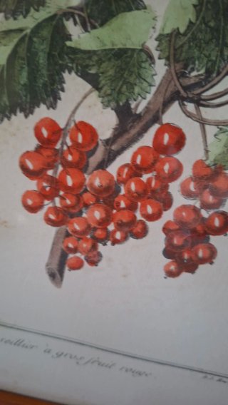 Quadretti con illustrazioni botaniche