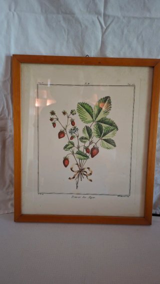 Quadretti con illustrazioni botaniche