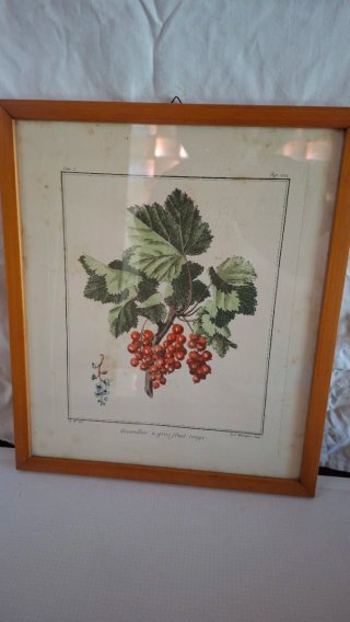 Quadretti con illustrazioni botaniche
