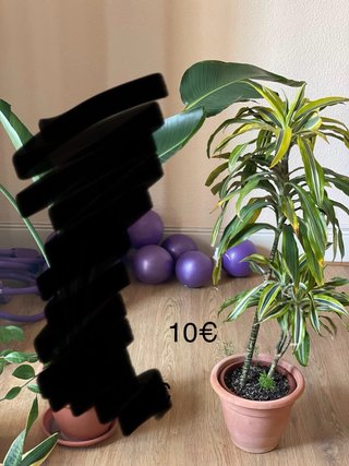 Varias plantas a vender. Precios en los fotos