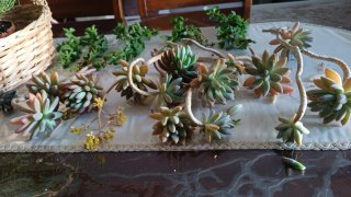 Collezione Piante Grasse Succulente