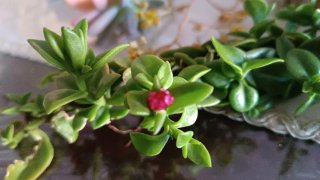 Collezione Piante Grasse Succulente