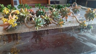 Collezione Piante Grasse Succulente